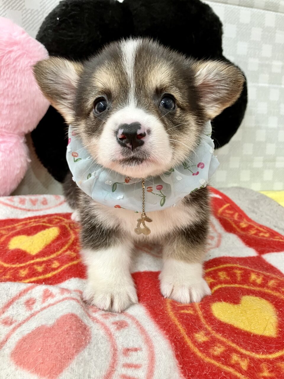 ★コーギー★男の子★