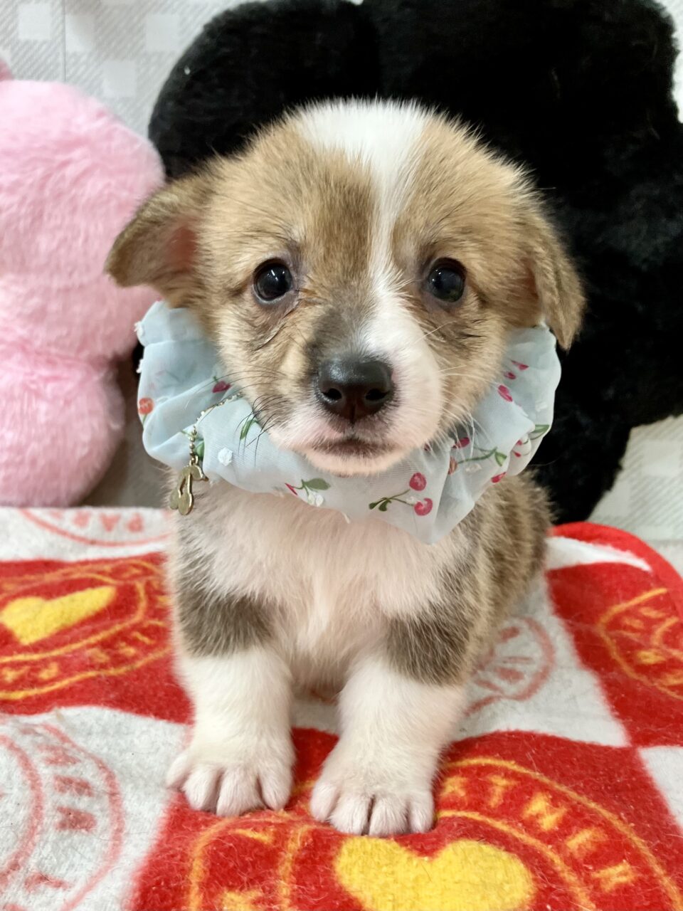 ★コーギー★男の子★