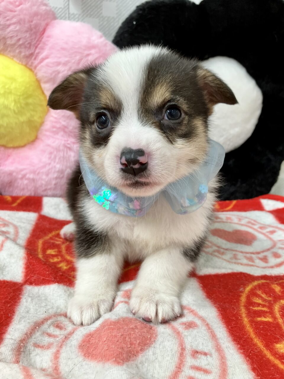 ★コーギー★男の子★