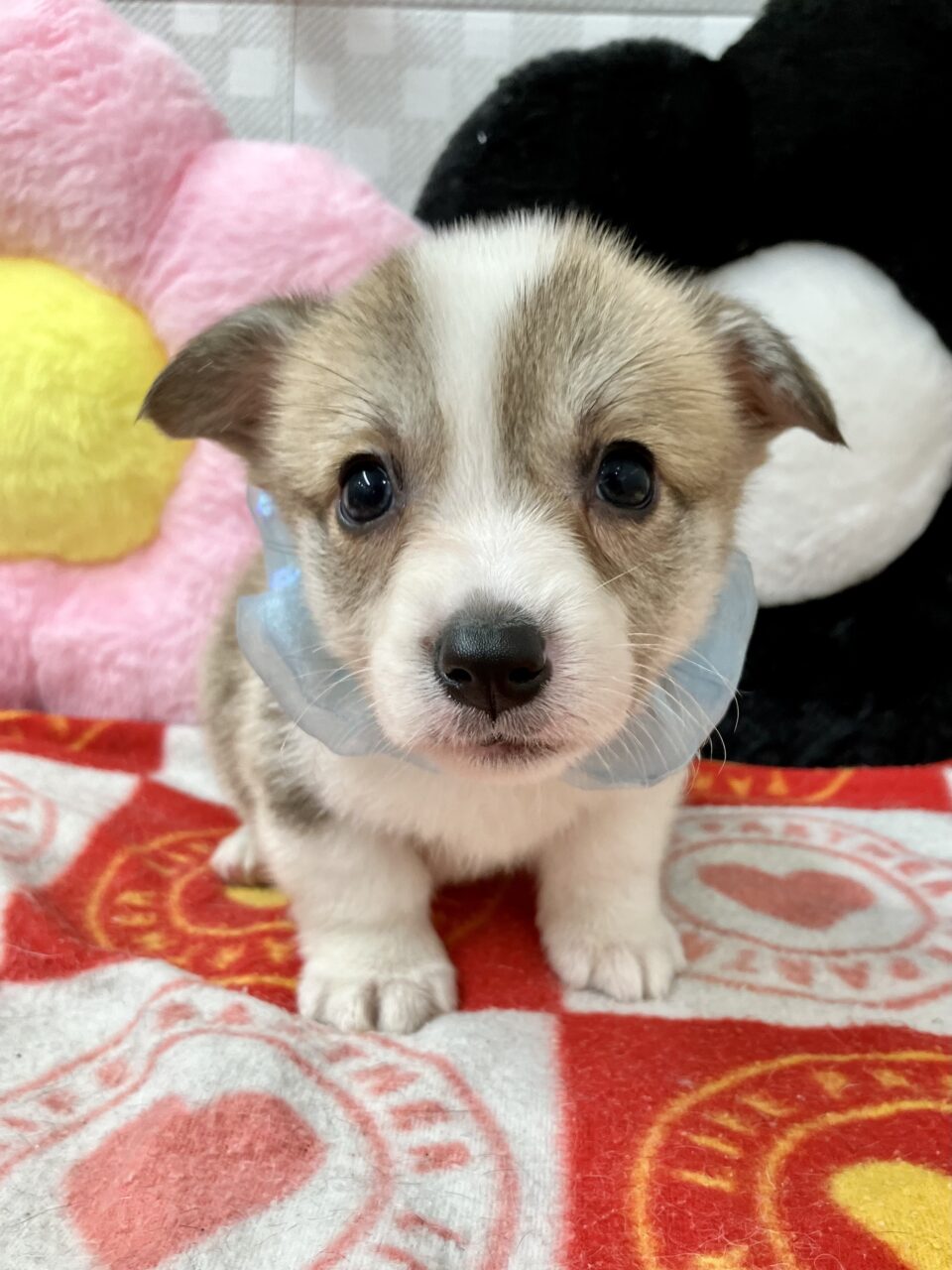 ★コーギー★男の子★