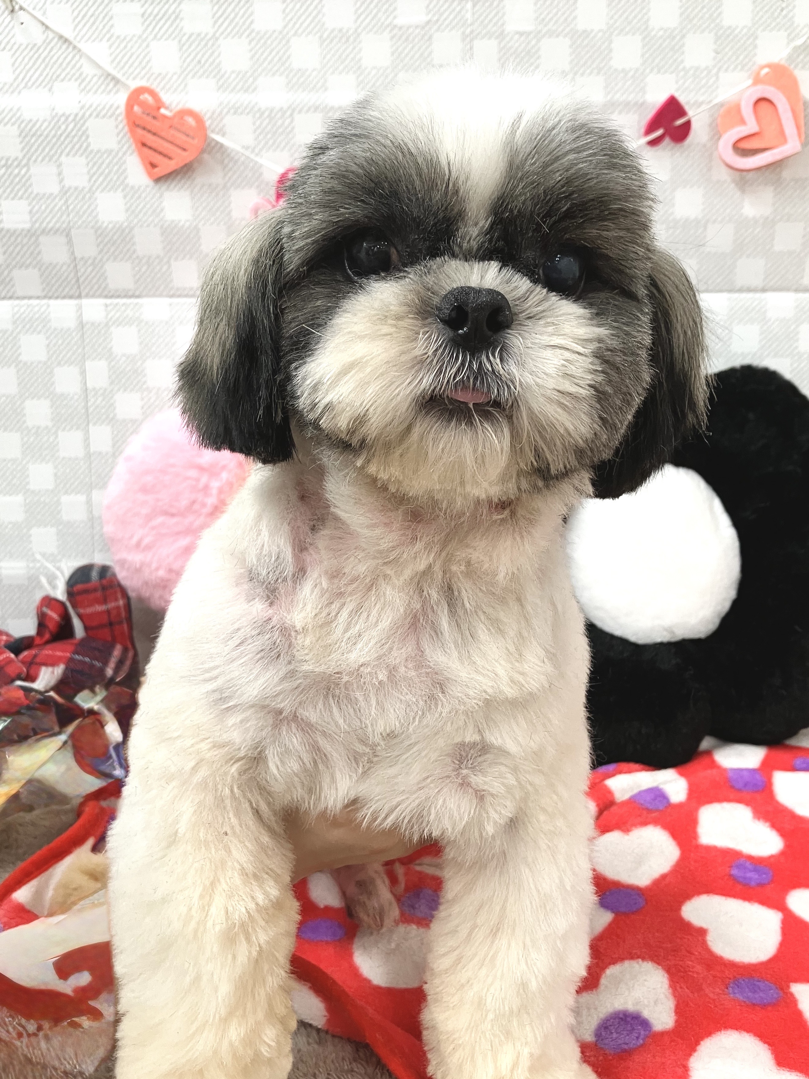 ★シーズー男の子★お値下げ中★