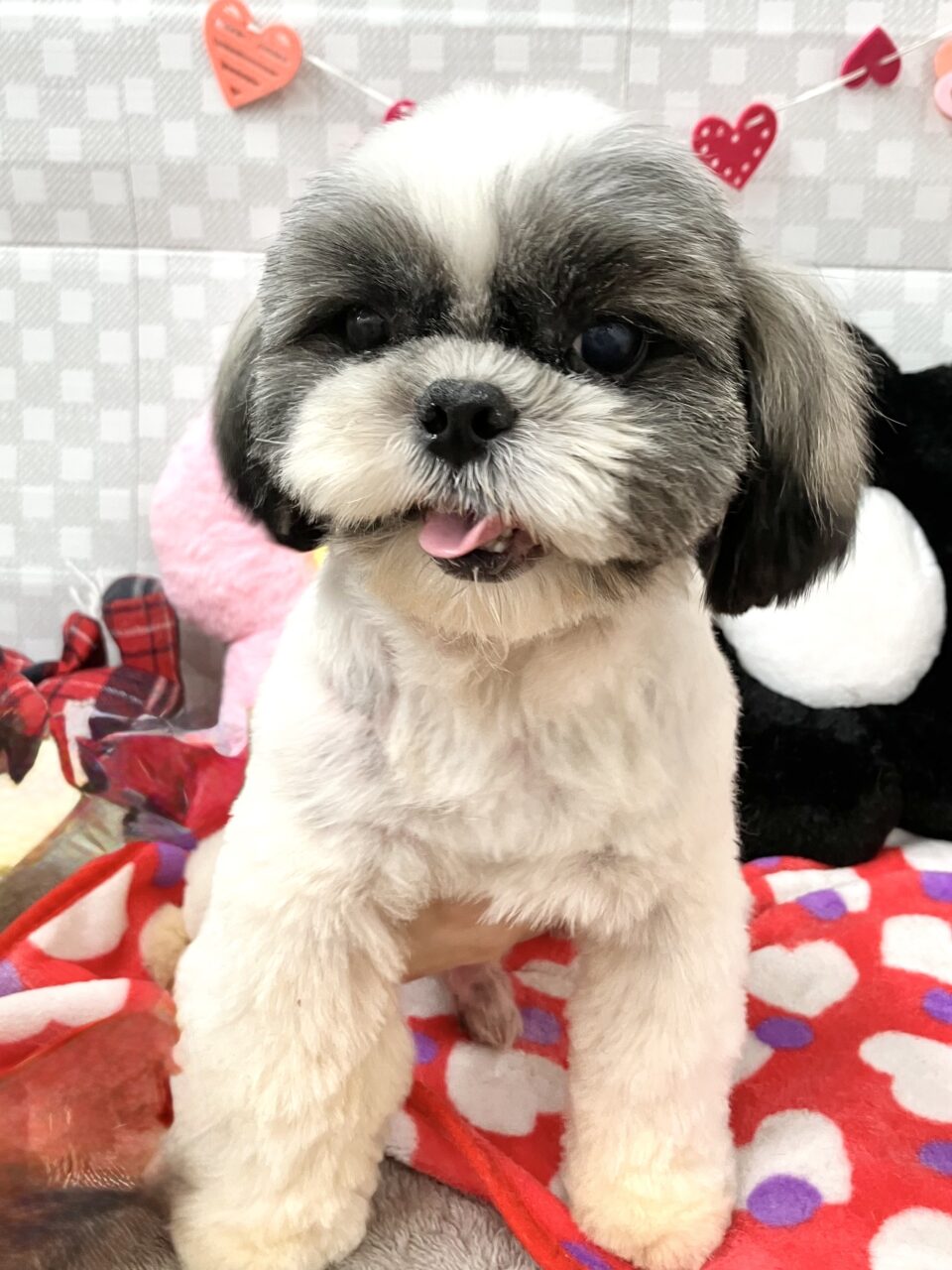 ★シーズー男の子★お値下げ中★