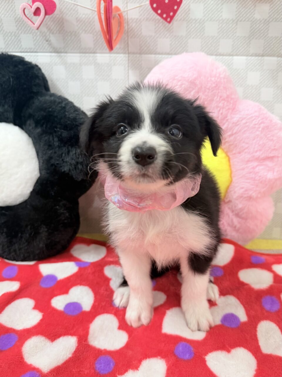 ★ボーダー★女の子★