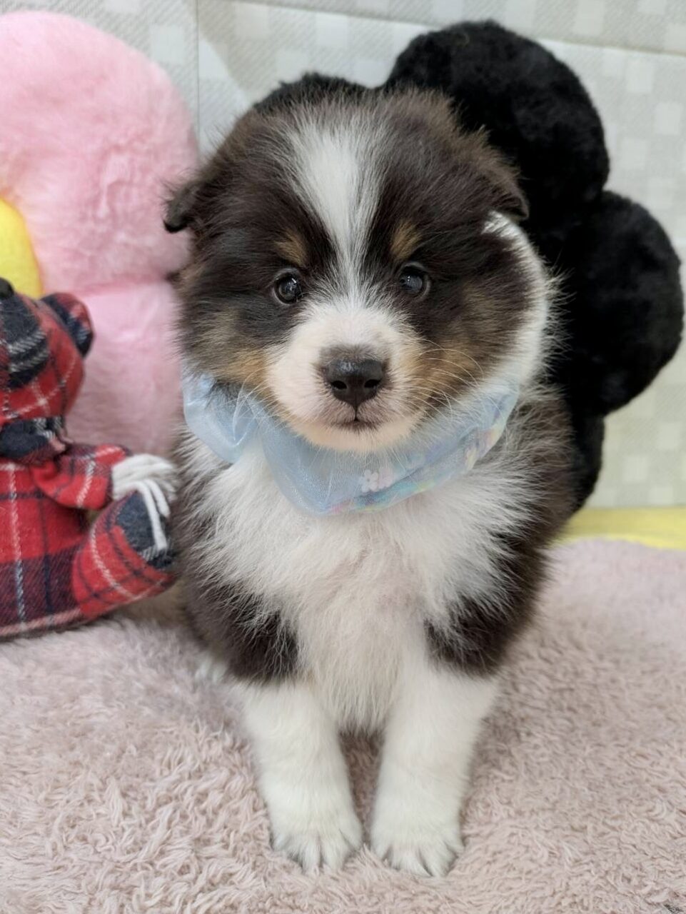 シェルティ★男の子★