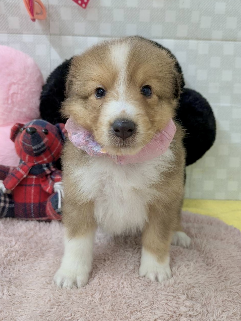 シェルティ★女の子★