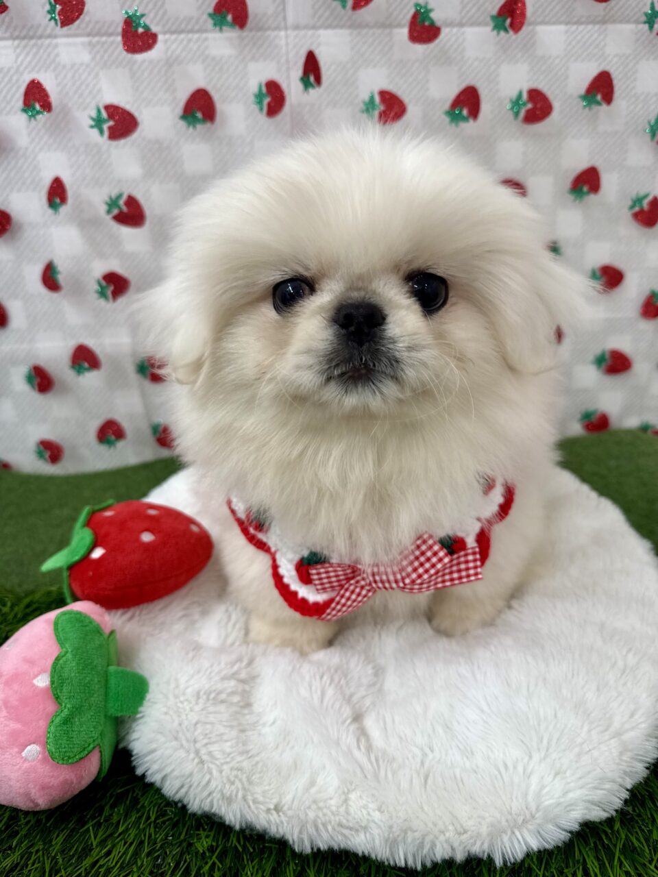 ★ペキニーズ★男の子★