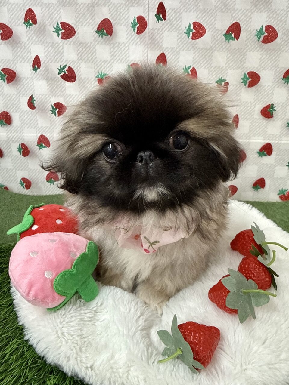 ★ペキニーズ★女の子★