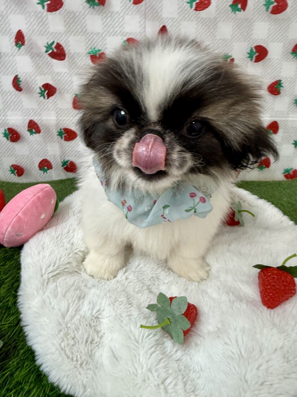 ★ペキニーズ★男の子★