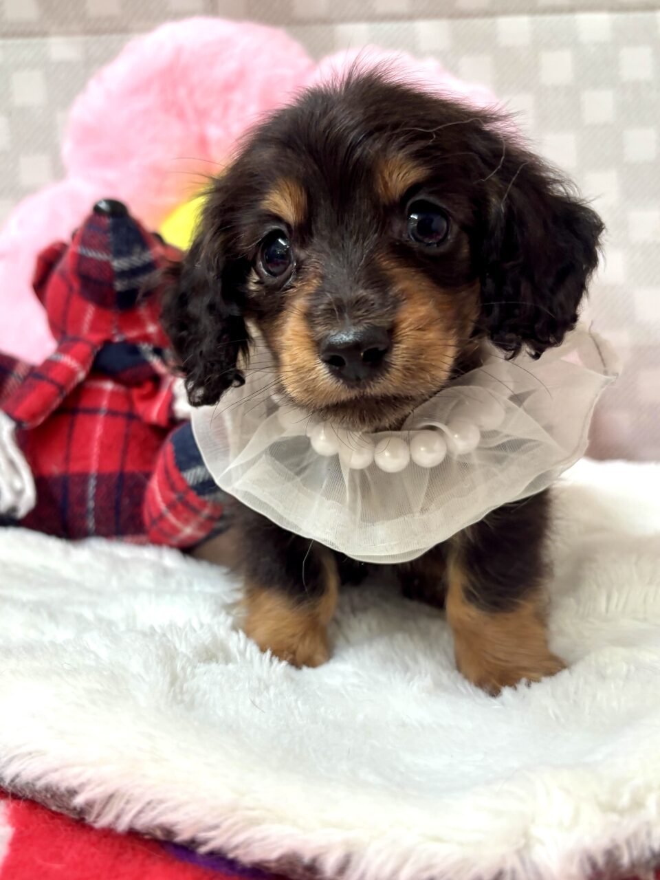 M・ダックスフンド★男の子★