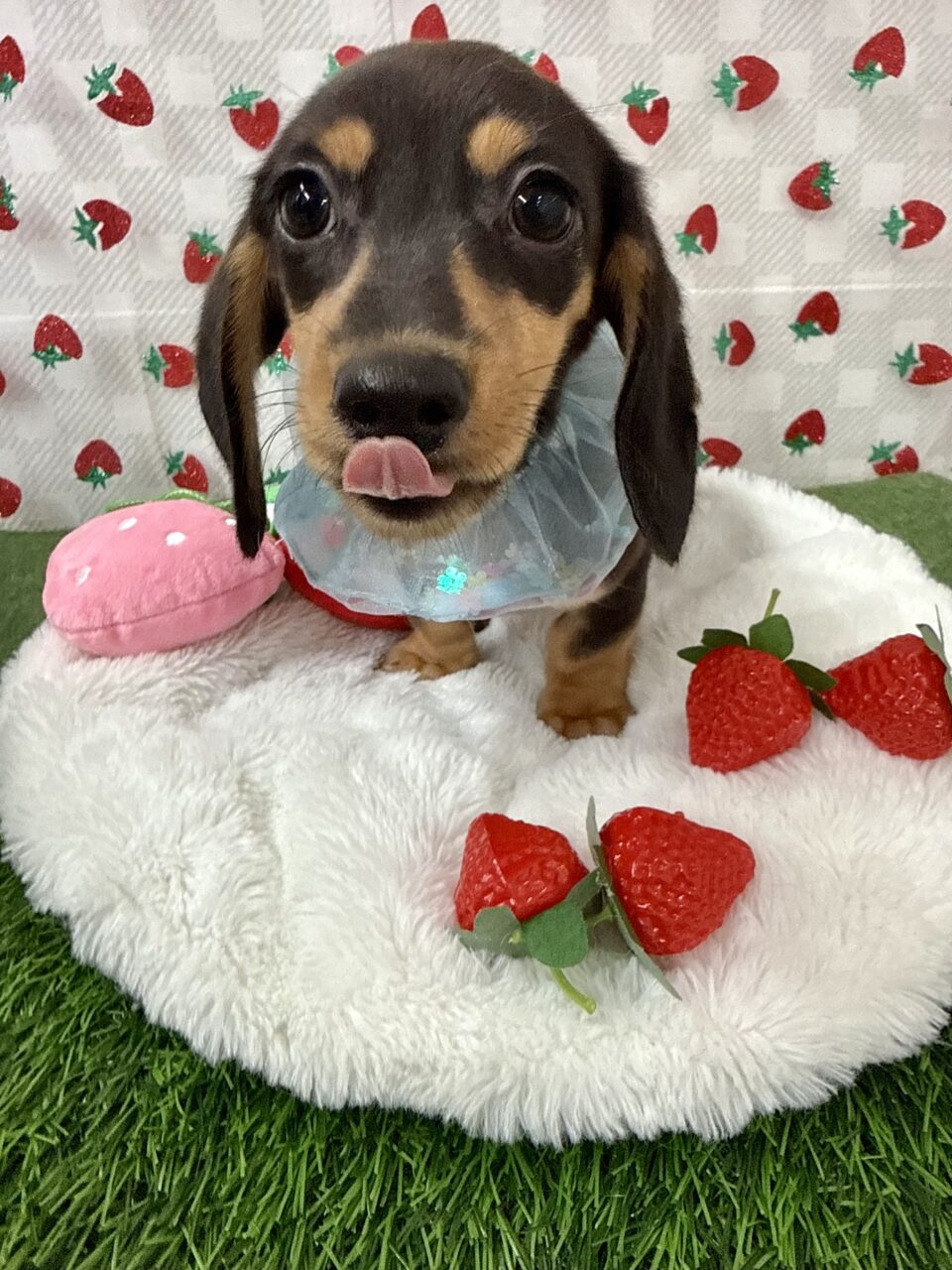 M・ダックスフンド★男の子★