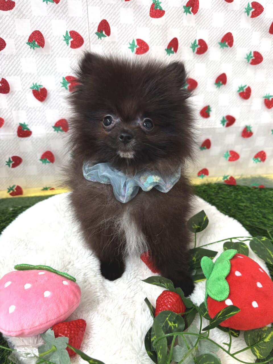 ★ポメラニアン★男の子★