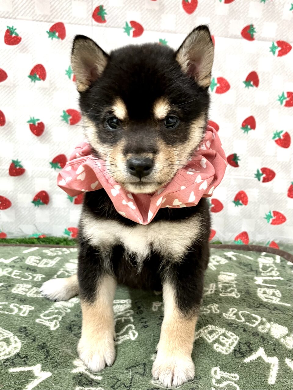 ★豆柴★女の子★