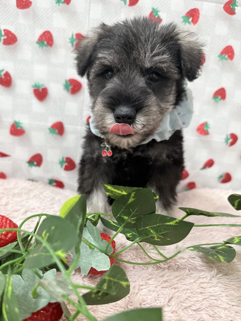 Ｍ・シュナウザー