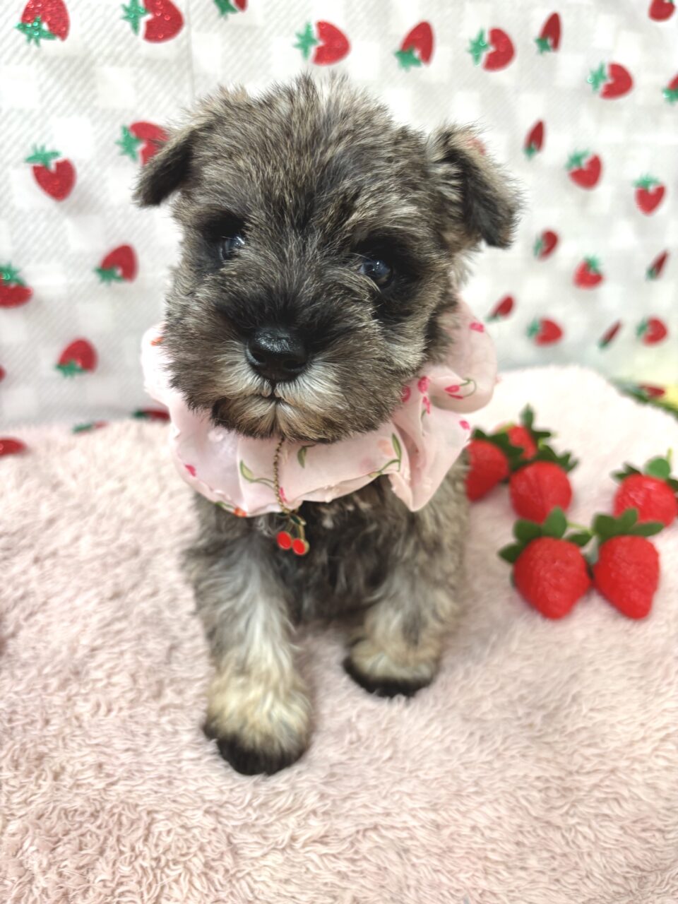 Ｍ・シュナウザー