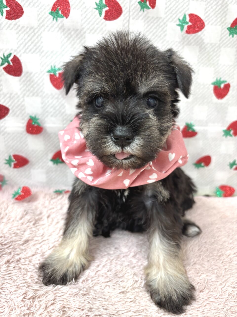 Ｍ・シュナウザー