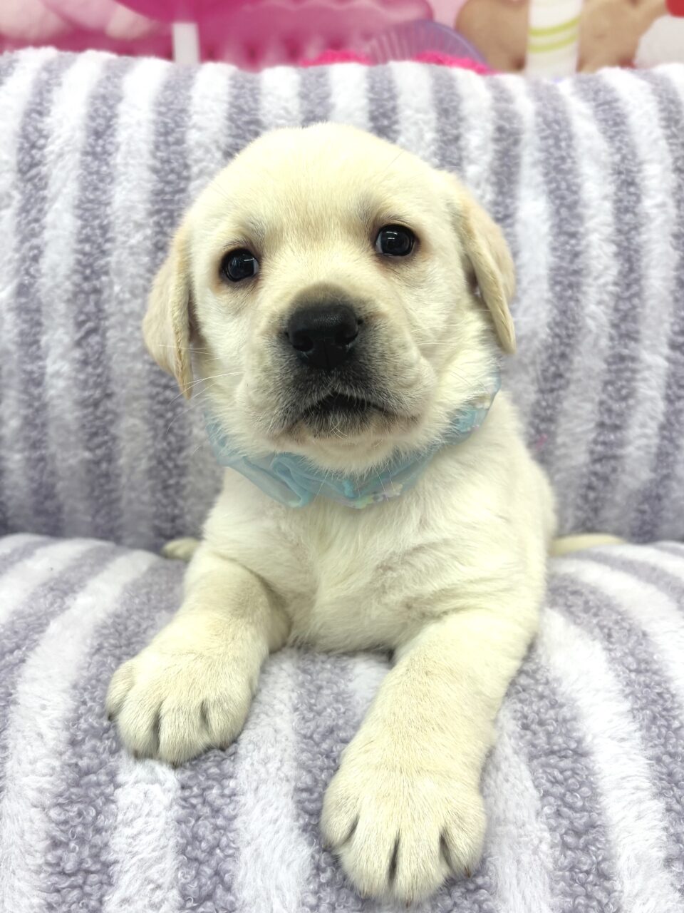 ラブラドール★男の子★