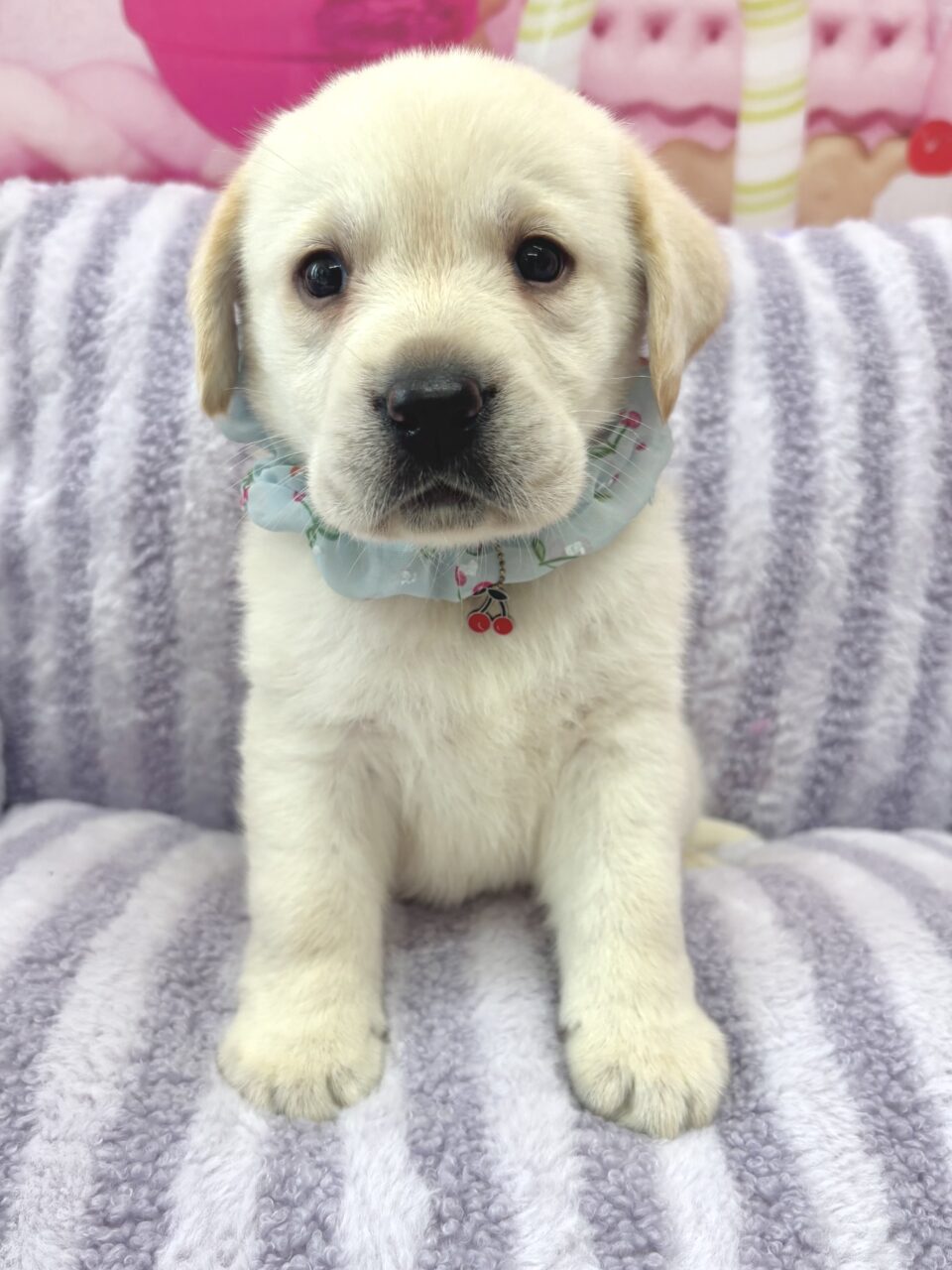 ラブラドール★男の子★