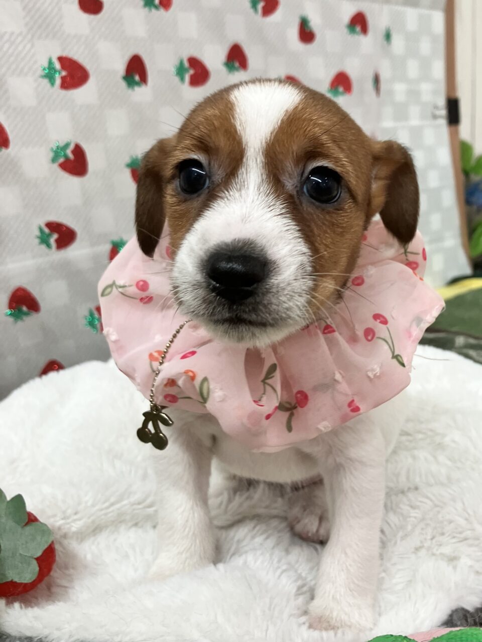 ★ジャック★女の子★