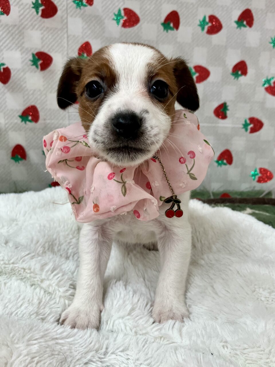 ★ジャック★女の子★