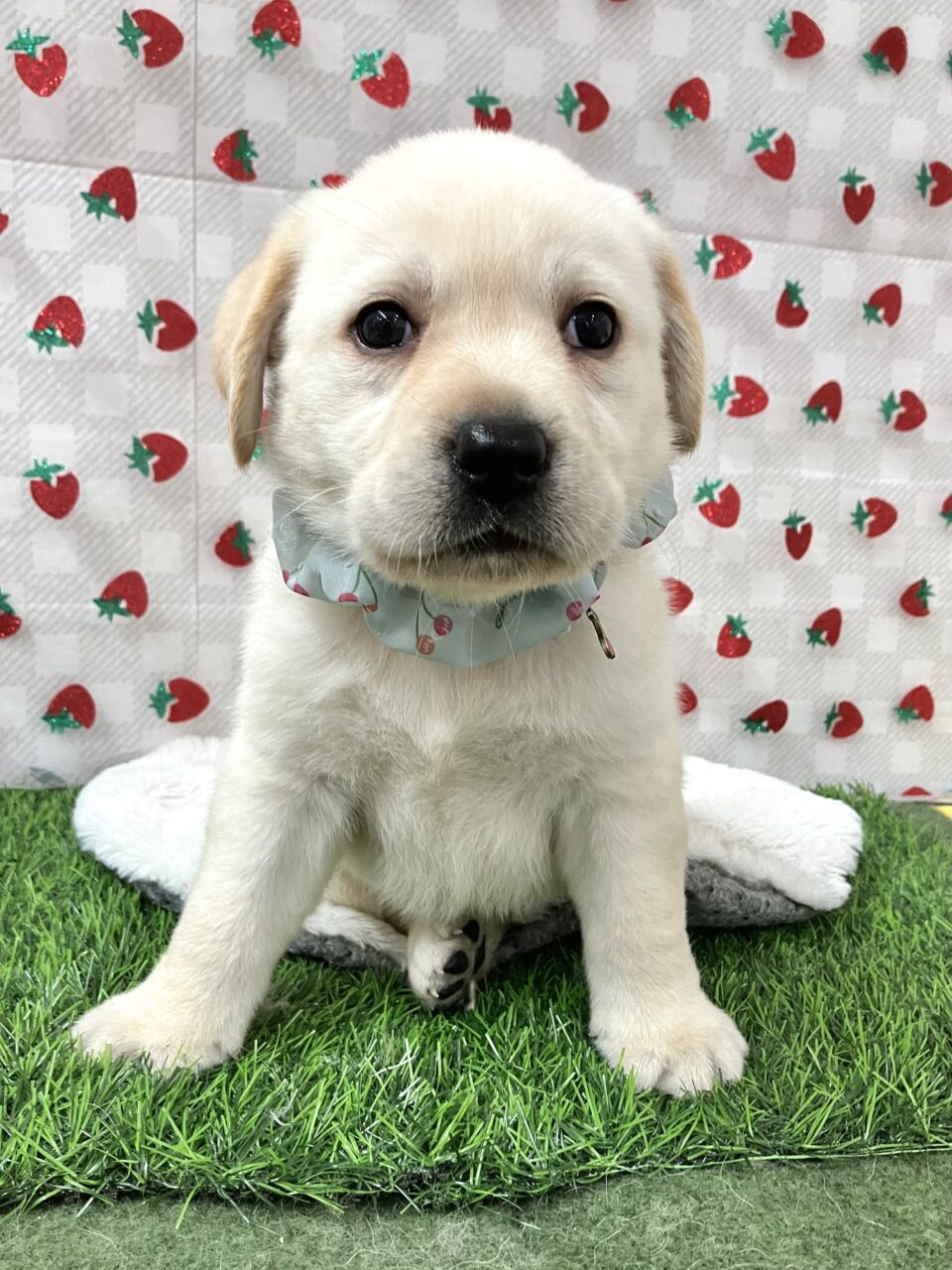 ラブラドール★男の子★