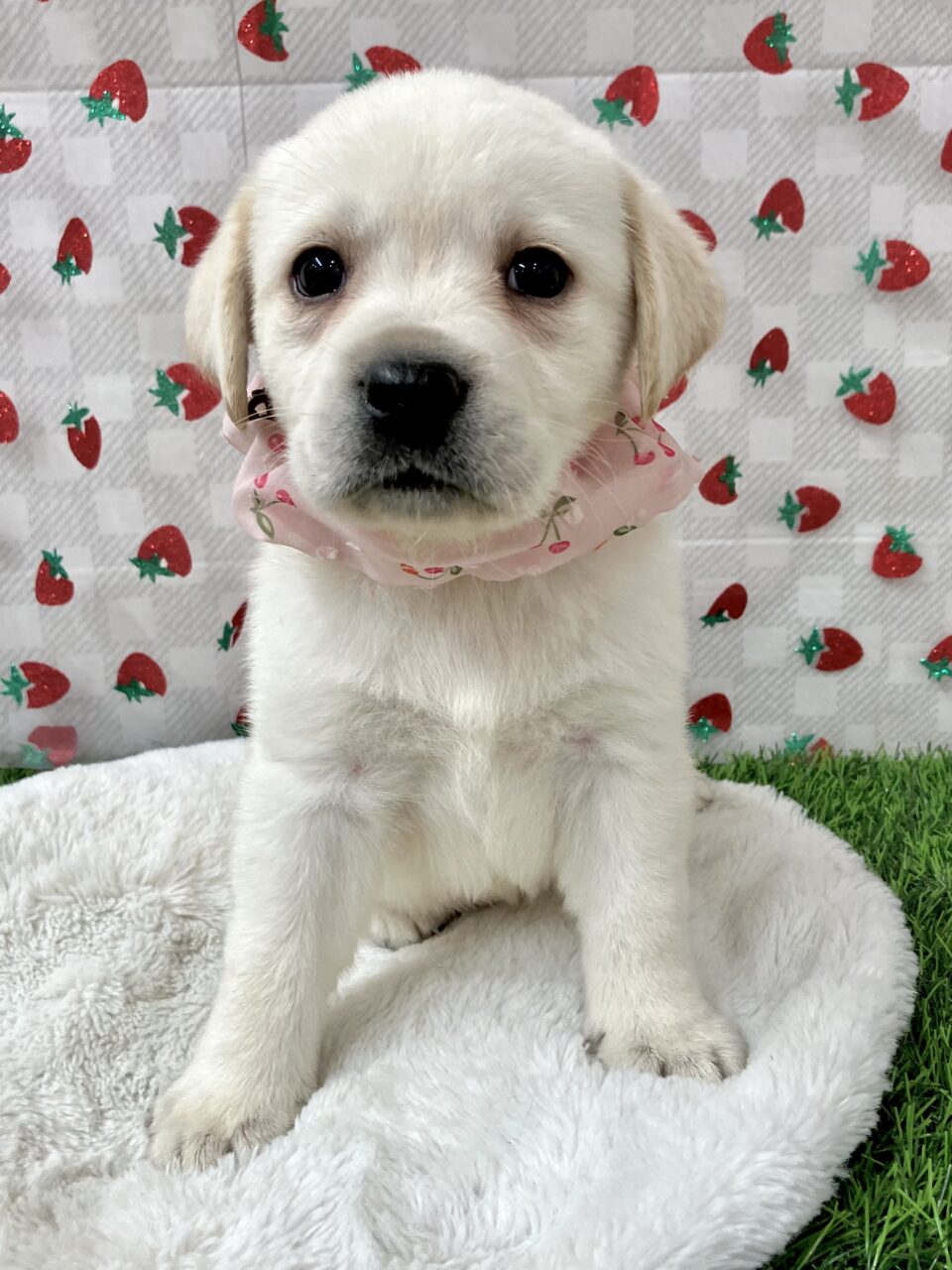 ラブラドール★女の子★