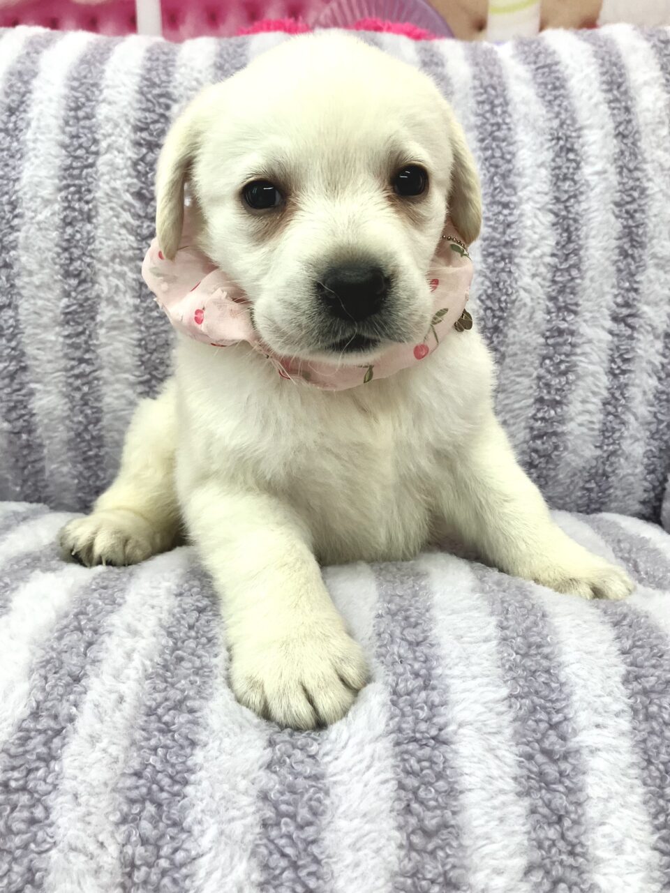 ラブラドール★女の子★