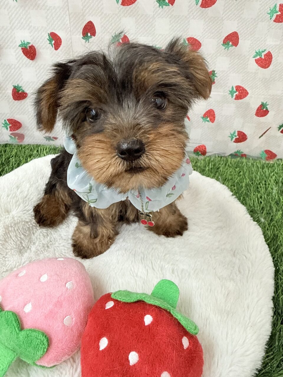ヨークシャーテリア★男の子★