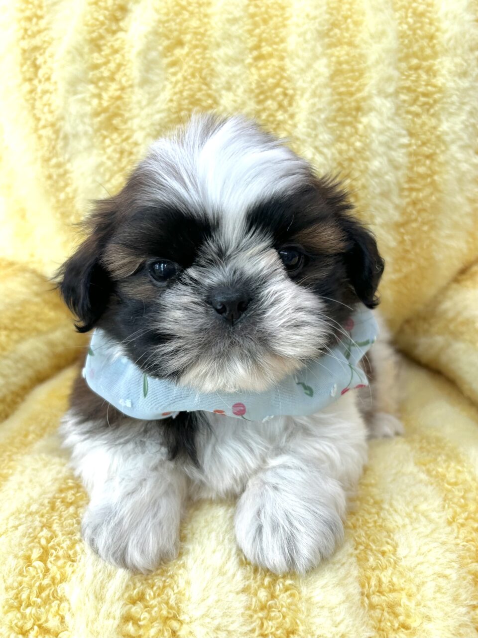 ★シーズー★男の子★