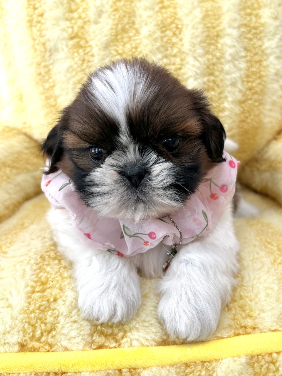 ★シーズー★女の子★