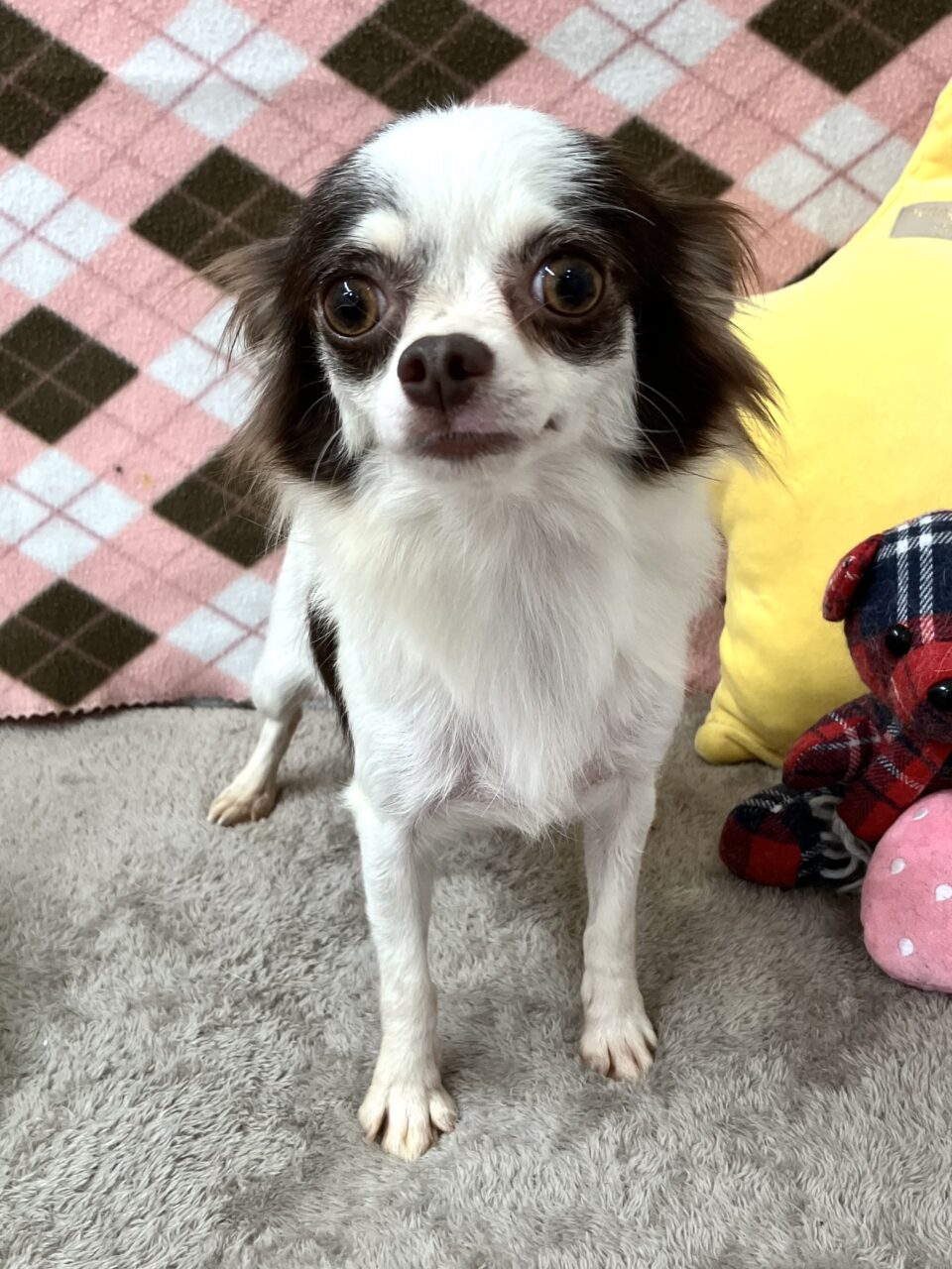 チワワ