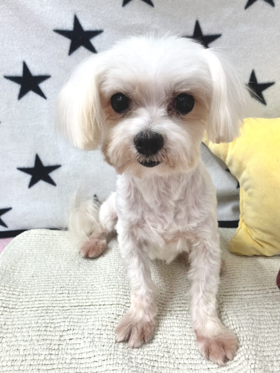 里親募集中 | ペットサロン松山 仔犬の自家繁殖販売