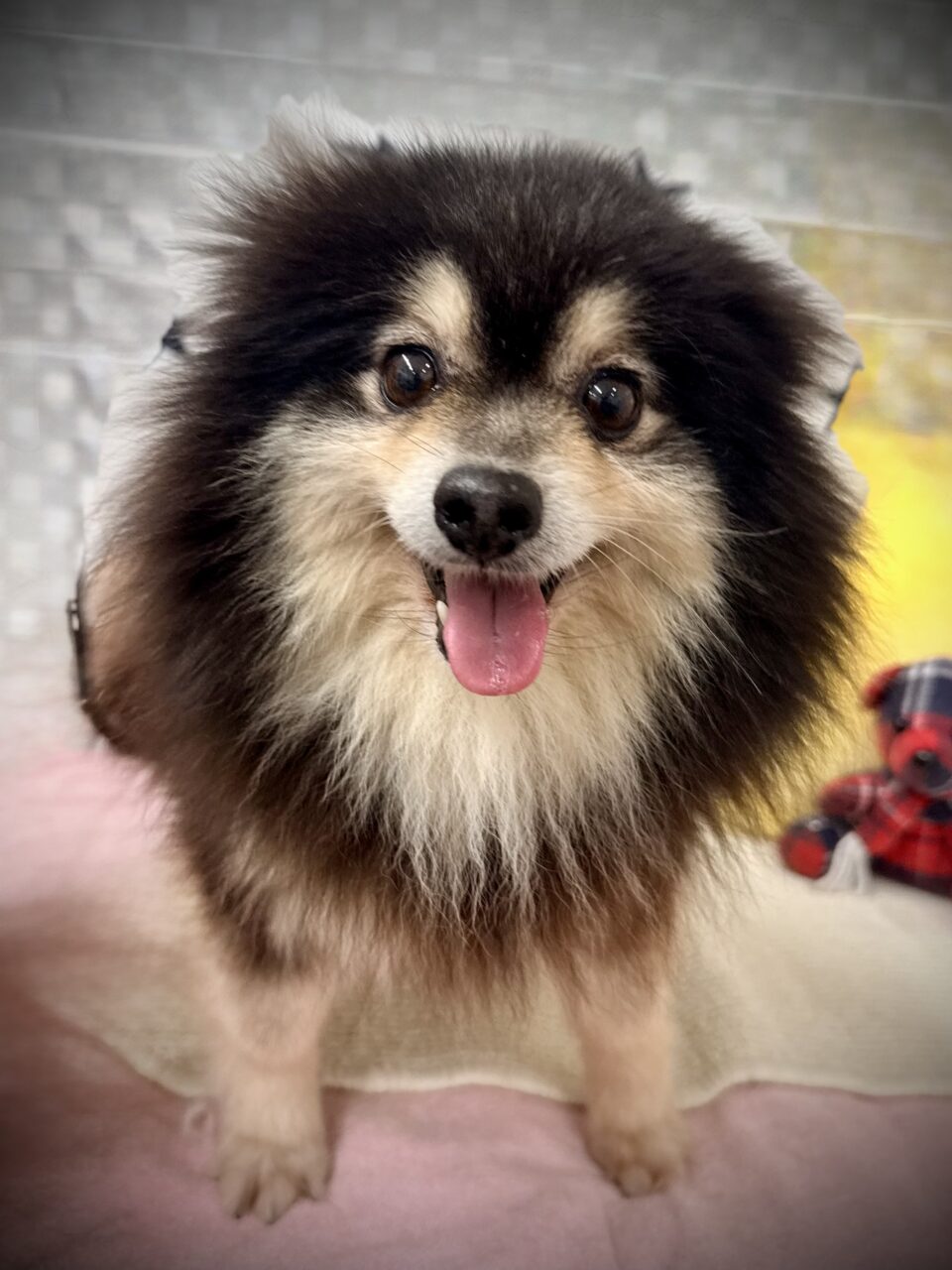ポメラニアン