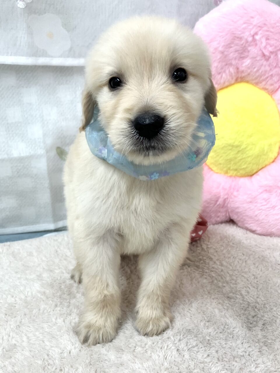 ★ゴールデン★男の子★