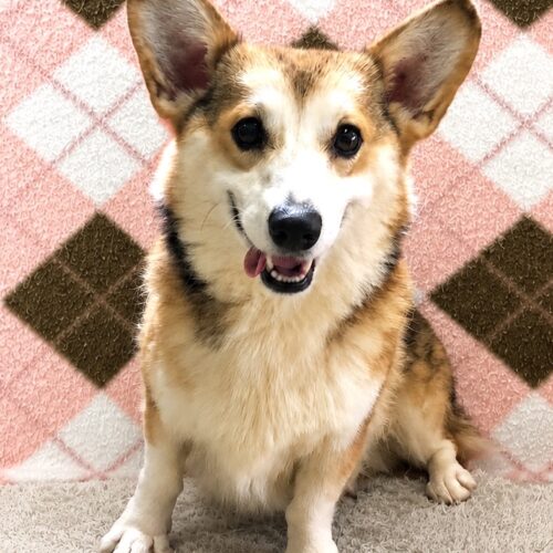 おにちゃん
