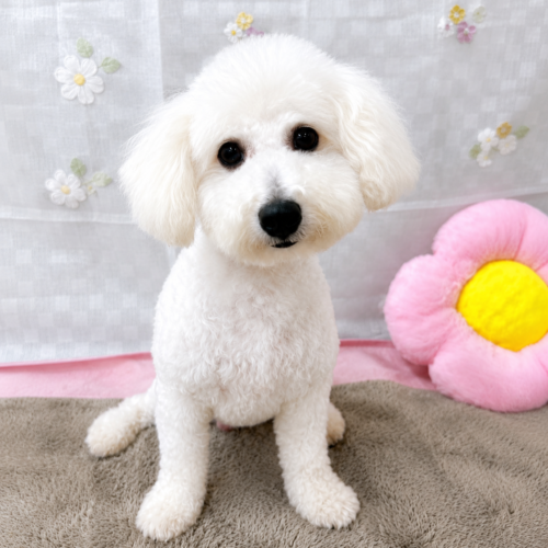 ヤドン