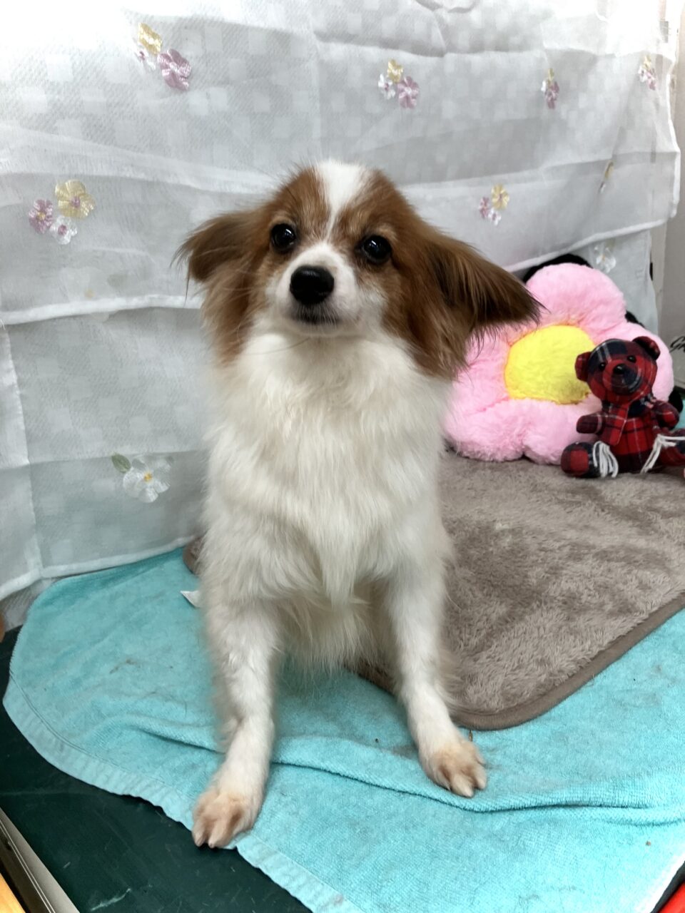 ミナ