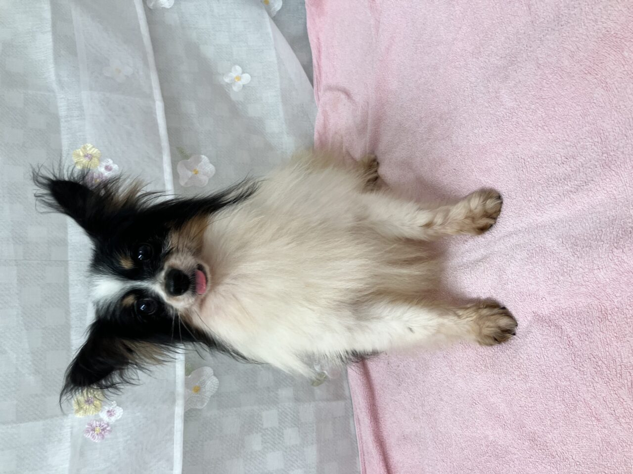 エリアス