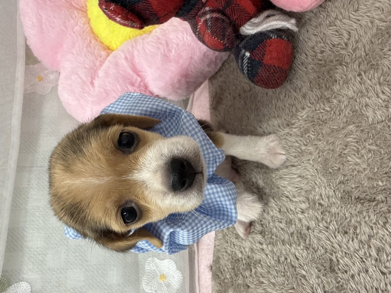 ★ビーグル★男の子★