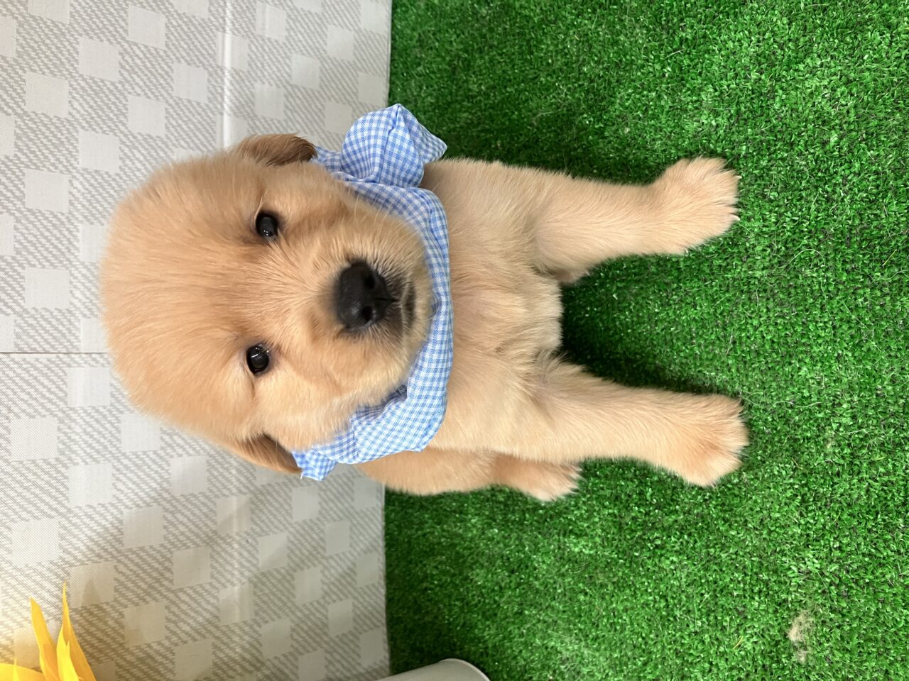 ゴールデン