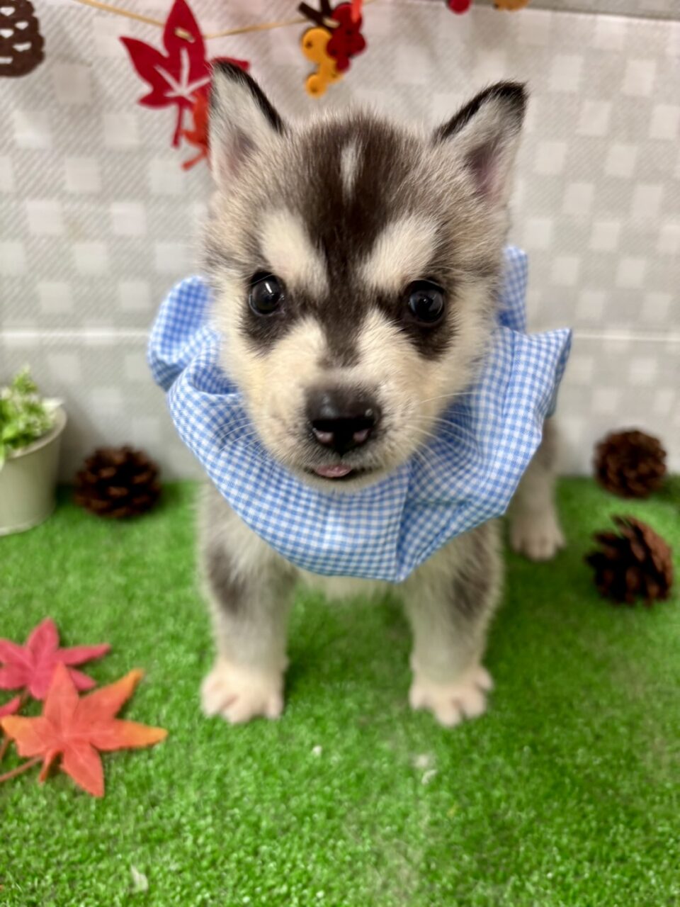 ハスキー★男の子★