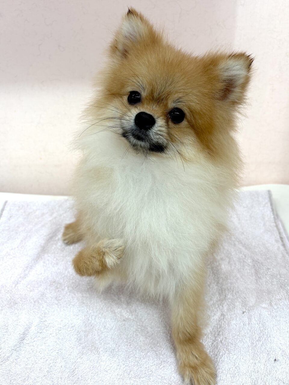 ワンちゃん | 里親募集中 | ペットサロン松山 仔犬の自家繁殖販売